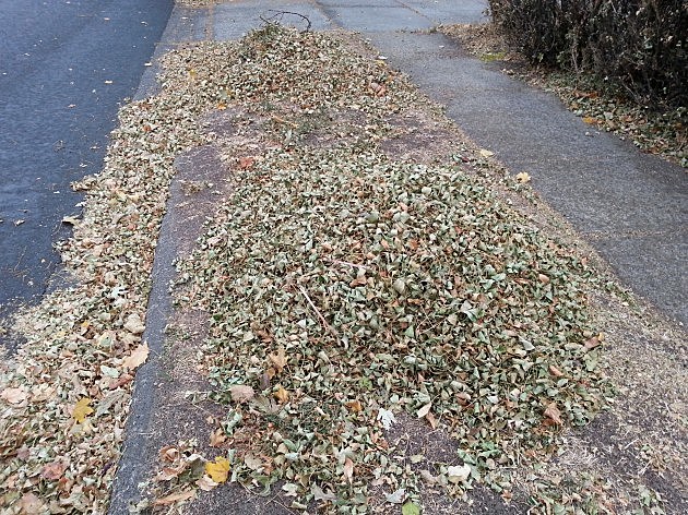 Michelle's nice, tidy pile of leaves that will never get picked up