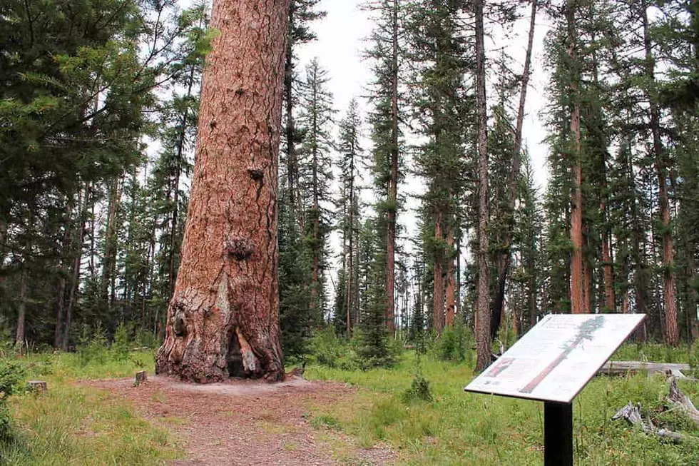 This Massive Tree in Montana Is Over 1,000 Years Old